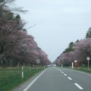 帰宅＆お花見！