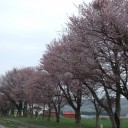 帰宅＆お花見！