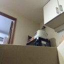 ダンボールの中からこんにちは
