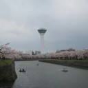 満開の五稜郭の桜