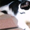 ねこと遊ぶ