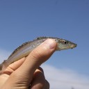 キス釣り