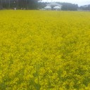 寒くて、風強くて、岩手山も半分雲の中、一面の菜の花畑