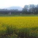 寒くて、風強くて、岩手山も半分雲の中、一面の菜の花畑