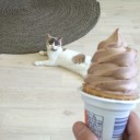 水曜　〓猫と買い物と〓