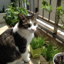 トマトが開花の幻霊