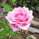 バラが咲いた　バラが咲いた！