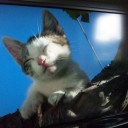 猫は木から落ちない