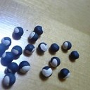 風船かずら