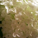 絶　唱　～紫陽花の砌に～