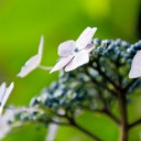 辻 が 花