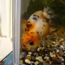 6月12日の日記　飼育364日目