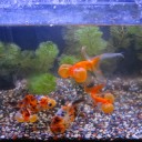 6月15日の日記　飼育1年と1日