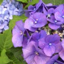 紫陽花のころ