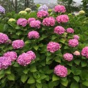 紫陽花のころ