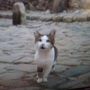 ネコの顔