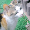 お久しぶりの三毛猫みーやん