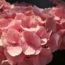 返信　～紫陽花の砌～