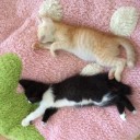 木曜　〓猫と雨と〓