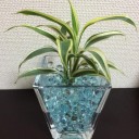 観葉植物