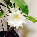 梅雨の夜の月下美人