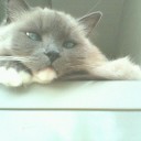 ヤフー…