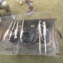あまごのつかみ取りと流しそうめん