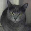 凶暴化した飼い猫に閉じ込められ警察に救助要請