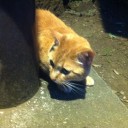 凶暴化した飼い猫に閉じ込められ警察に救助要請