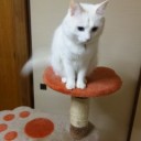 8月の物言い