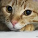 こむぎ・・・・