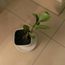 割り箸で支柱代わりにするとかさーあるじゃん？