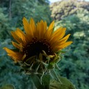 残暑お見舞いもうしあげます。