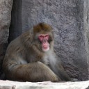 円山動物園