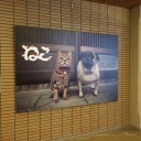 水曜　〓外出と犬猫と〓