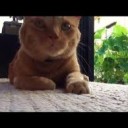 さいきんのおきにいり・・