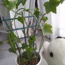 小さいラティス