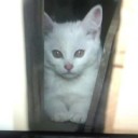 コトラ母さん、でかした（笑）