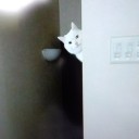 ツヨちゃんの映像