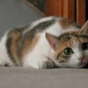 みけねこ・・・