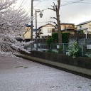 桜ロード2014