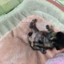 じゅうににちめ