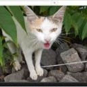 にゃごら・・・は・・・ははおやでした・・