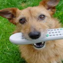 Deviser Dog