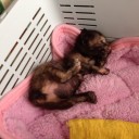 にじゅうにちめ