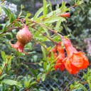 秋の花が元気です！