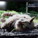 ぱふぱふ～～ドンドン！