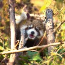 レッサーパンダ