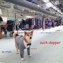 magic:the gathering 柴犬