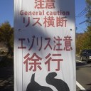 りす出没注意。(・ω・;)(;・ω・)